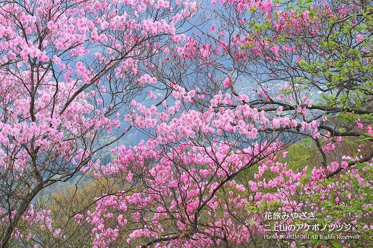 二上山のアケボノツツジ