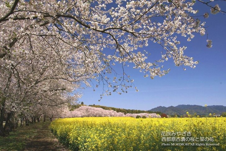 西都原古墳群の桜と菜の花