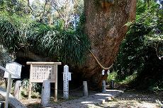 田ノ上八幡神社のクスの木