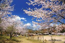 竹香園の桜