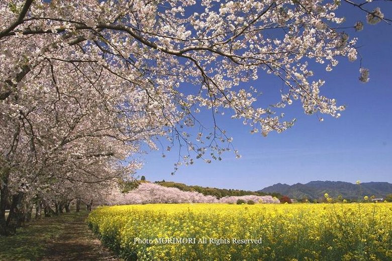 西都原古墳の菜の花と桜 「お約束」撮影ポイントから 西都原古墳の菜の花と桜 「お約束」撮影ポイントから