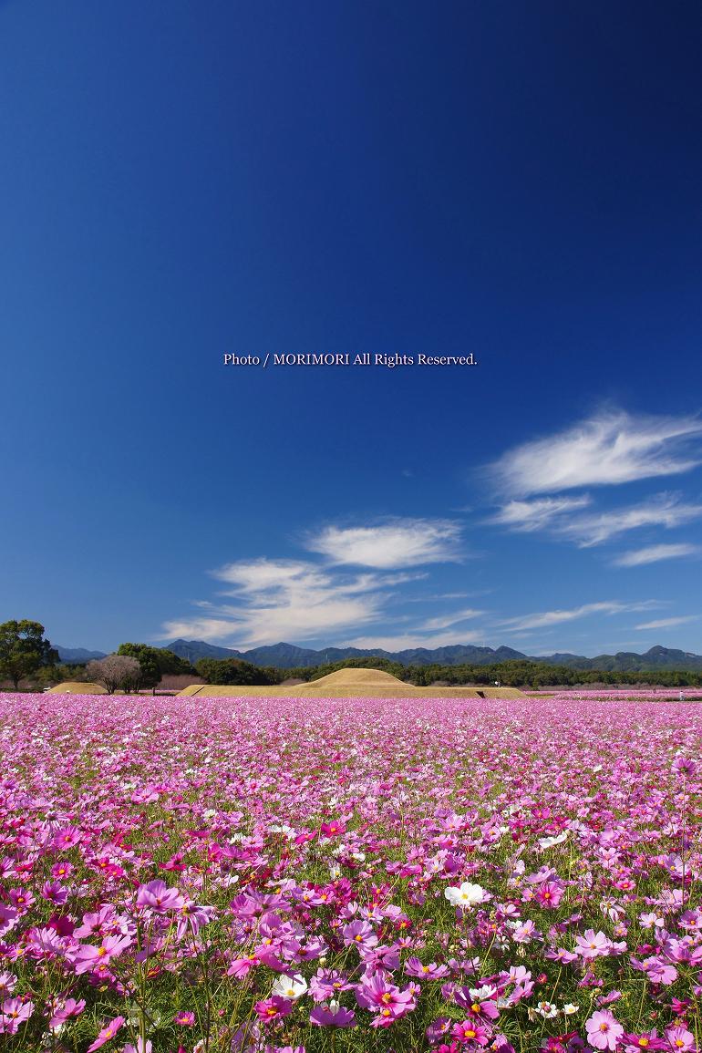 西都原古墳群のコスモス 2012年 01