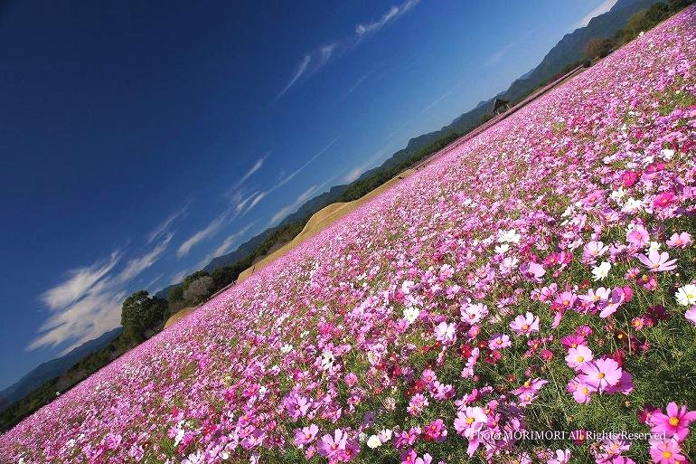 西都原古墳群のコスモス 2012年 02