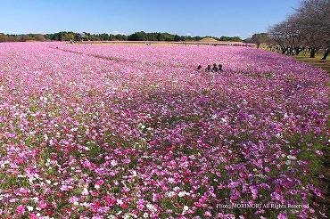 西都原古墳群のコスモス 2012年 09