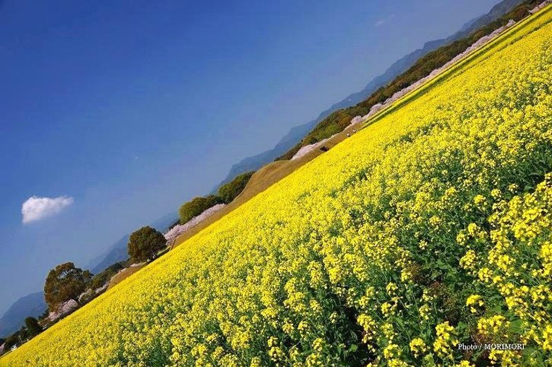 ■ 鬼の窟(いわや)古墳前の菜の花満開 と 背景に桜満開 ■ 鬼の窟(いわや)古墳前の菜の花満開 と 背景に桜満開