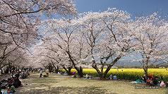 ■ 男狭穂女狭穂塚前の約800mの桜並木　お花見はここが一番賑わう。