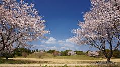 ■ 99号墳付近の桜　このあたりは混む時期は空いててオススメ