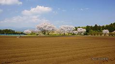 ■ 169号墳　飯盛塚(いいもりづか) の桜