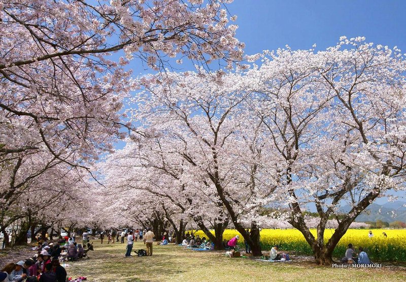 ■ 男狭穂女狭穂塚前付近の約800mの桜並木 お花見ポイント。 ■ 男狭穂女狭穂塚前の約800mの桜並木 お花見ポイント。