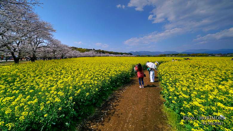 桜と菜の花 桜と菜の花 1