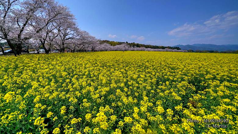 桜と菜の花 桜と菜の花 2