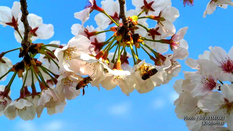 桜 桜
