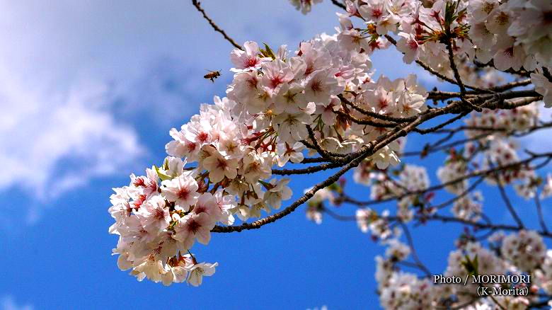 桜 桜