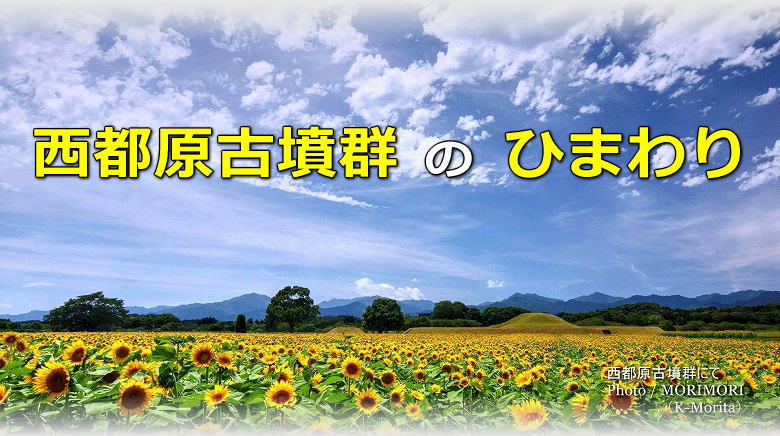 西都市 西都原古墳群のひまわり