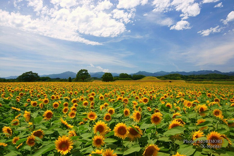 西都原古墳群のひまわり