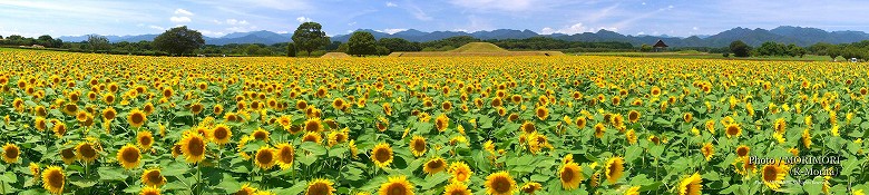 西都原古墳群のひまわり