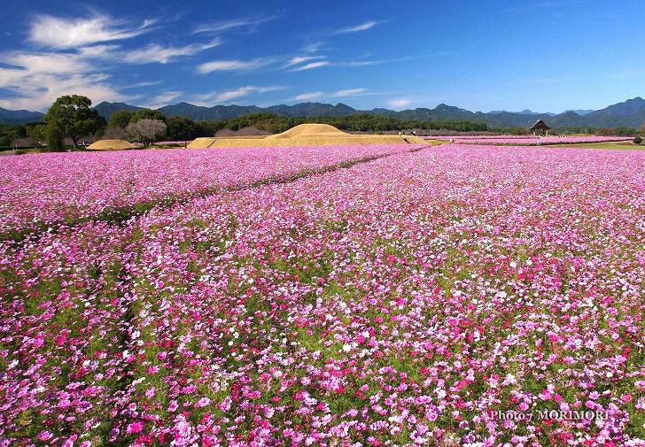 西都原古墳群のコスモス 西都原古墳群のコスモス