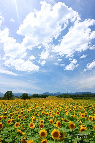 西都原古墳群のひまわり