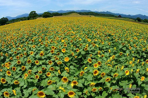 西都原古墳群のひまわり