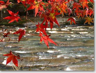 甌穴（おうけつ）周辺は紅葉も綺麗です。この画像はカミさん撮影