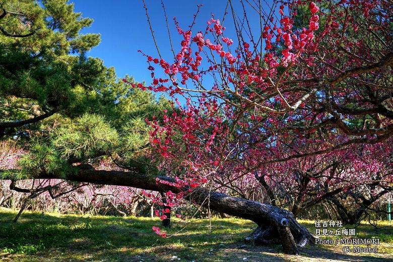 月見ヶ丘梅園 令和７年(2025年)2月14日撮影「松と梅の調和」