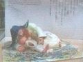高千穂の神話モニュメン　【14.乳ヶ岩屋と子●子内】