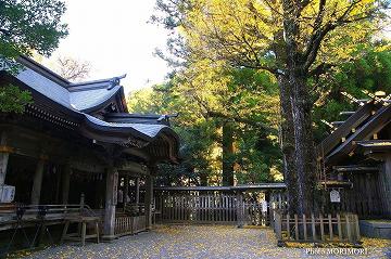 天の岩戸神社の古代イチョウ　01