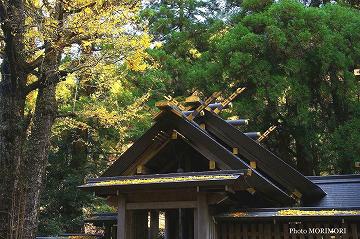 天の岩戸神社の古代イチョウ　03