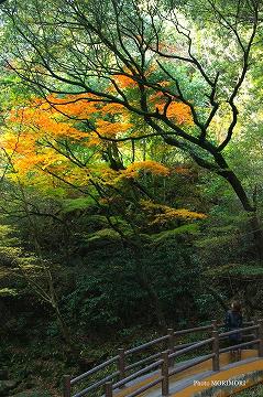 太鼓橋のところの紅葉