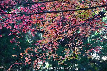 高千穂峡の紅葉　08