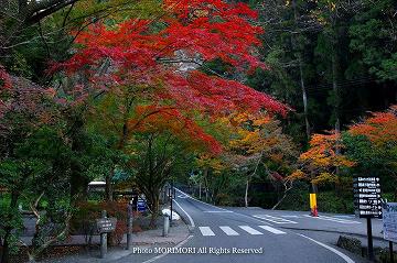 高千穂峡の紅葉　09