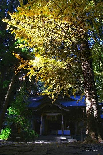 高千穂神社のイチョウ　01