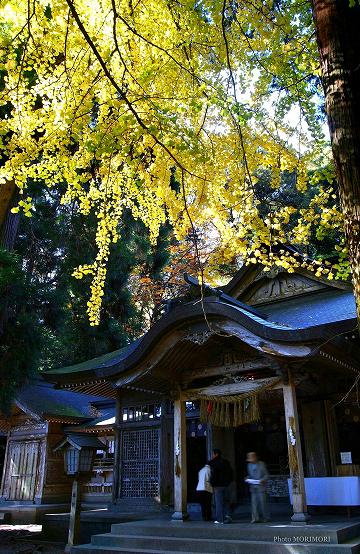 高千穂神社のイチョウ　02