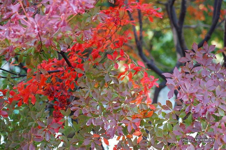 高千穂町総合運動公園の紅葉　05