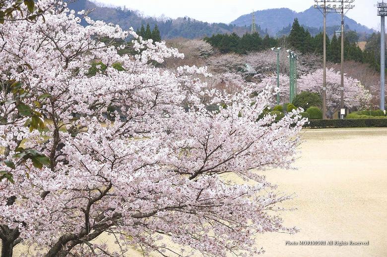 高千穂総合運動公園の桜　01