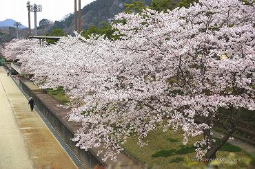 高千穂総合運動公園の桜　02