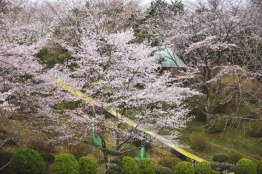 高千穂総合運動公園の桜　03