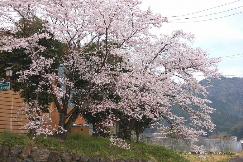 高千穂コミュニティーセンター・高千穂町歴史民俗資料館横の桜　01