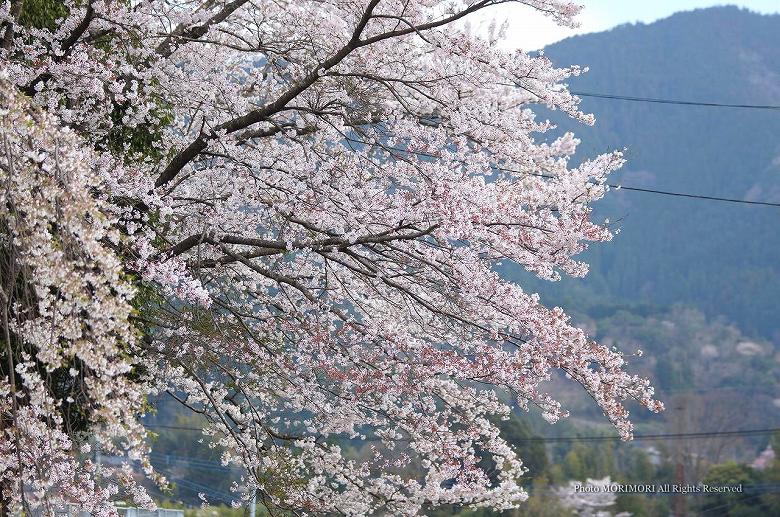 高千穂コミュニティーセンター・高千穂町歴史民俗資料館横の桜　02