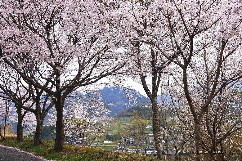 天岩戸温泉駐車場の桜　01