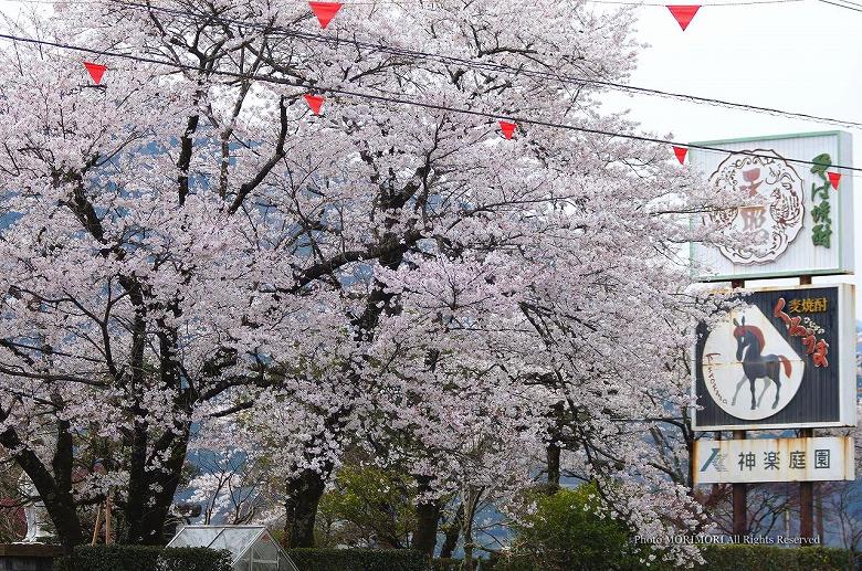 神楽庭園の桜