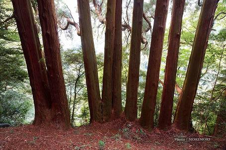 天岩戸神社 東本宮 七本杉 天岩戸神社 東本宮 七本杉