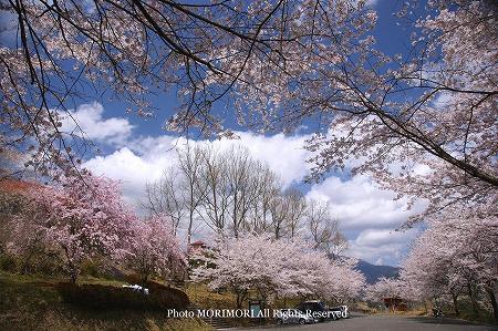 天岩戸の湯の桜 天岩戸の湯の桜
