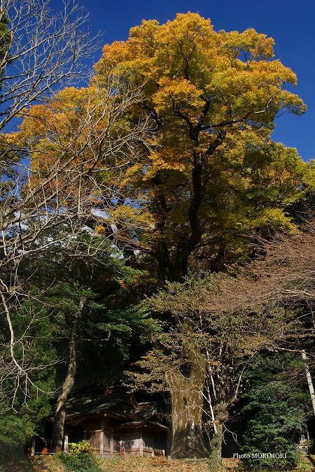 下野八幡神社のケヤキ(国指定) 下野八幡神社のケヤキ(国指定)