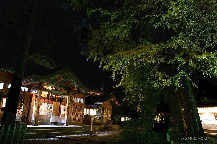 夜の神社とイチョウの木