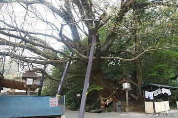 永の内　八大龍王水神社 02　御神木のエノキ