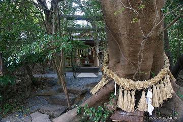 永の内　八大龍王水神社 03　御神木のエノキ