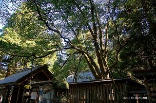 天岩戸神社　御神木おがたまの木　平成24年撮影　　04