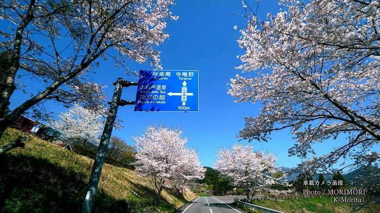 「天岩戸の湯」の桜（2021年撮影）