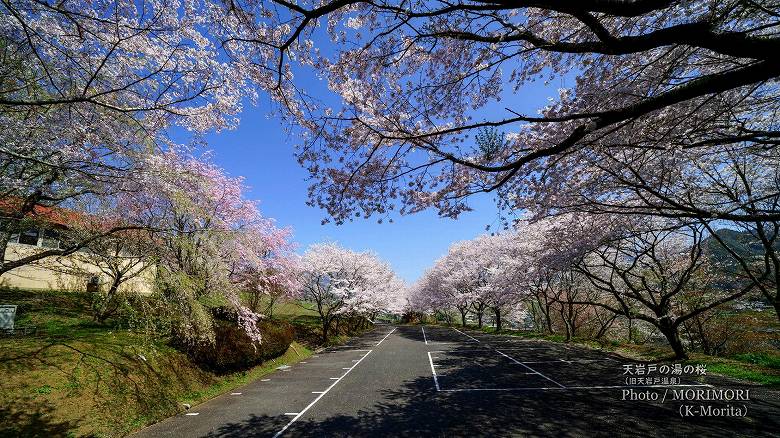 「天岩戸の湯」の桜（2021年撮影）